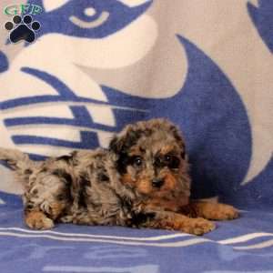 Emma, Mini Bernedoodle Puppy